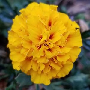 Meet your Posher, Liza